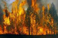 На юге края тушили первый лесной пожар