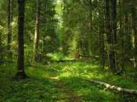 В Минусинском районе рискуют лесом