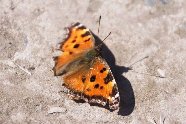В национальном парке «Шушенский бор» раньше времени проснулись бабочки многоцветницы