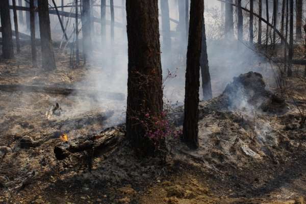 В окрестностях Минусинска лесные пожарные оперативно остановили распространение огня