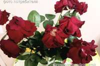 Житель Красноярска пытается вернуть деньги, потраченные на несвежие розы