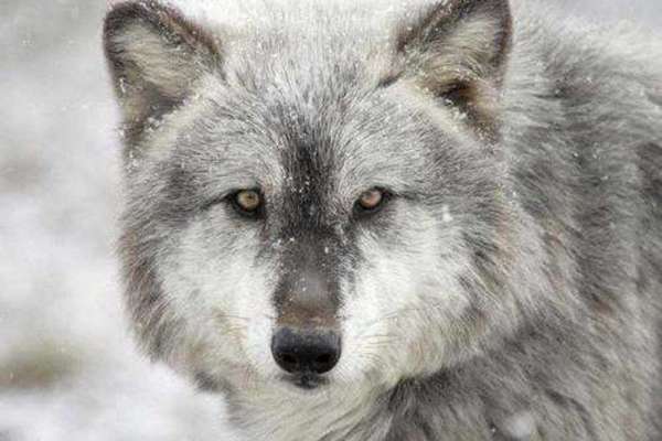 В Хакасии идет охота на волков