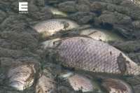 Погибшая в озере под Минусинском рыба будет утилизирована