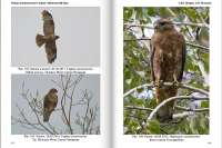 На юге Красноярского края вышла в свет книга о птицах национального парка «Шушенский бор»