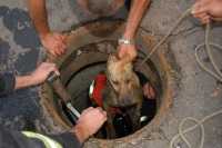 В Минусинске собака неделю просидела запертой в подвале