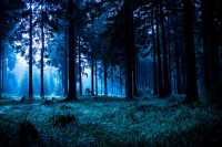Ночь в лесу стала итогом 
