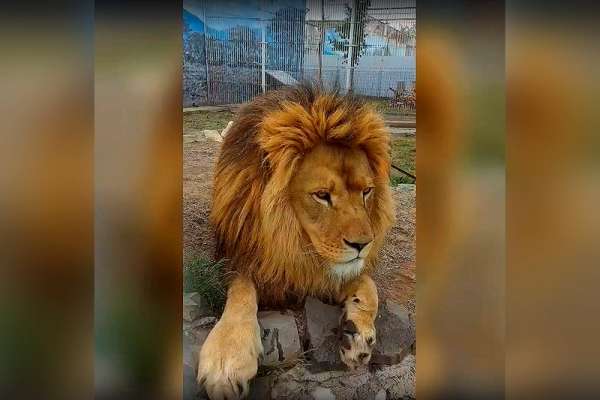 Потерявшийся в Москве лев обжился в абаканском зоопарке и чувствует себя вольготно
