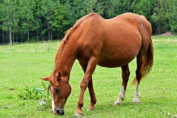 В Минусинском районе установили карантин по инфекционной анемии лошадей