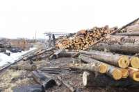 В Минусинске обнаружены зараженные вредителями лесоматериалы