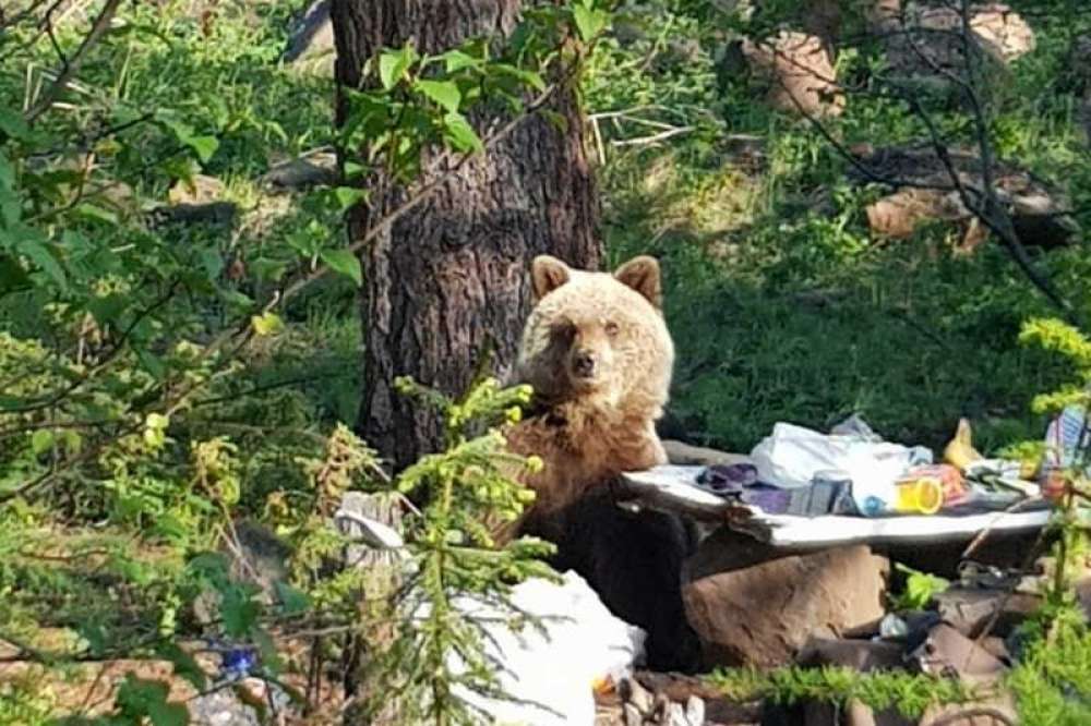 Украсть медведя. Медведь турист. Медведь отдыхает. Медведь отдыхает на природе.