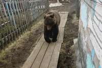 В Курагинском районе медведь повадился заходить по ночам в усадьбы сельчан