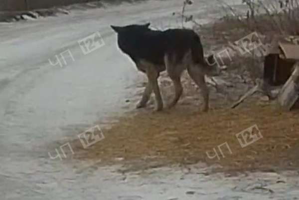 В селе под Канском бродячая собака покусала 10-летнего мальчика