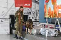 В Красноярском аэропорту собака помогла выявить незаконный вывоз 9 тыс. долларов