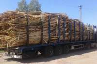 В Минусинском районе не выявили незаконных перевозок отходов лесопиления