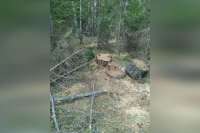 В Курагинском районе полицейские задержали «черных» лесорубов