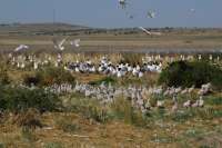 Ученые из Хакасии посчитали краснокнижных птиц в «Урочище Трехозерки»
