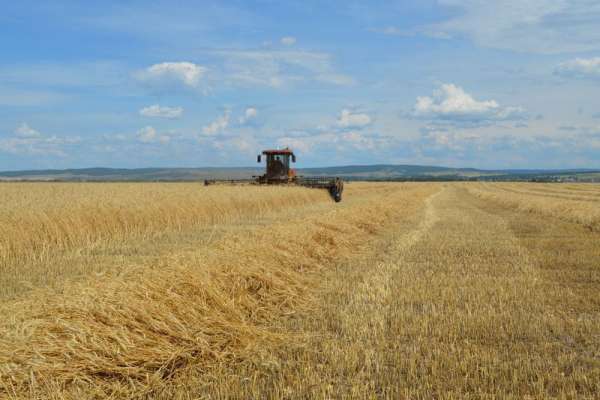В Каратузском районе вновь самый большой урожай по югу края