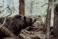 В Красноярском крае охотники убили медведя, который задирал в деревнях поросят