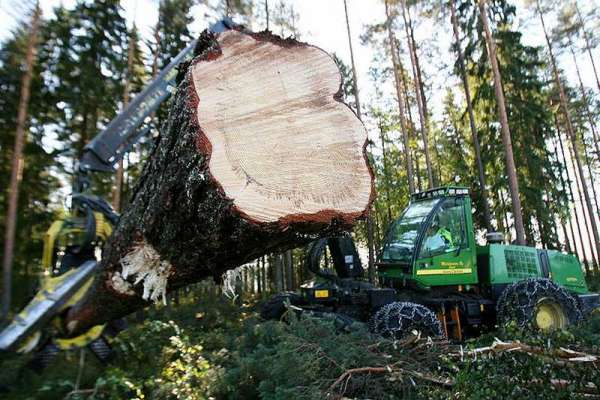 В Ермаковском районе покупатель леса оказался покойником