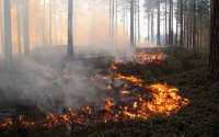 В Минусинском районе полыхают полгектара леса