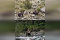 Специалисты посчитали медведей в Саяно-Шушенском заповеднике
