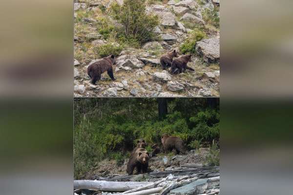 Специалисты посчитали медведей в Саяно-Шушенском заповеднике