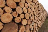 Таможенники выявили незаконный вывоз леса в Китай на 1,3 млрд рублей