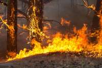 На юге края ликвидированы лесные пожары