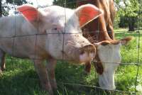 В Красноярском крае снизилось поголовье свиней и крупного рогатого скота