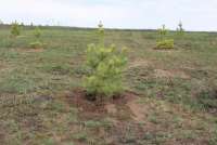 «Зеленый пояс» вокруг Абакана будут создавать и осенью