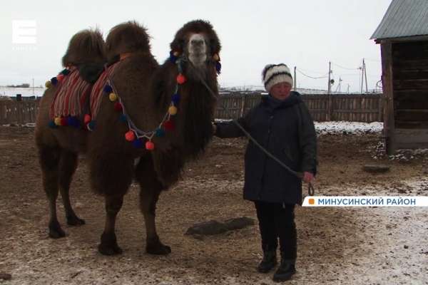 Художница организовала под Минусинском зоопарк с верблюдом