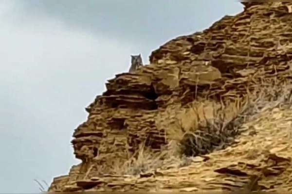 Госинспекторы заповедника «Хакасский» обнаружили гнездо филина