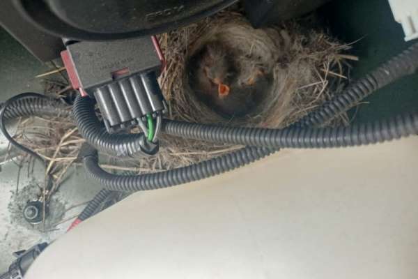 Гнездо c птенцами обнаружили в новом автомобиле заповедника «Хакасский»