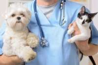 Жители Красноярска получат возможность бесплатно стерилизовать домашних животных
