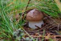 Минусинцы открыли грибной сезон