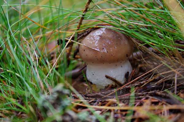 Минусинцы открыли грибной сезон