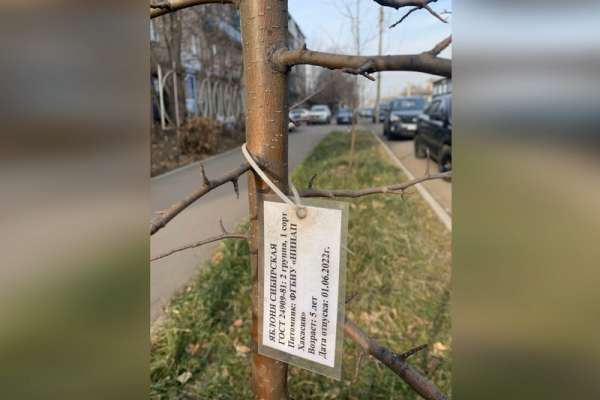 Условный срок получил предприниматель за хищение 1,3 млн рублей бюджетных денег при озеленении Минусинска