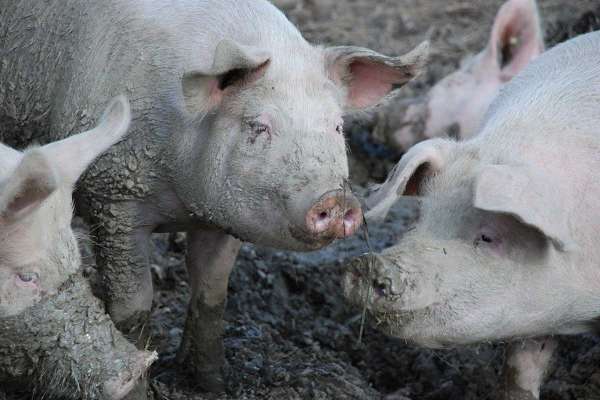 В Балахтинском районе на свиноферме выявили опасные нарушения