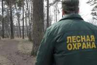 Жителей Минусинска, проживающих возле леса, могут оштрафовать