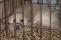 В Саяногорске волонтеры взяли под защиту отловленных собак