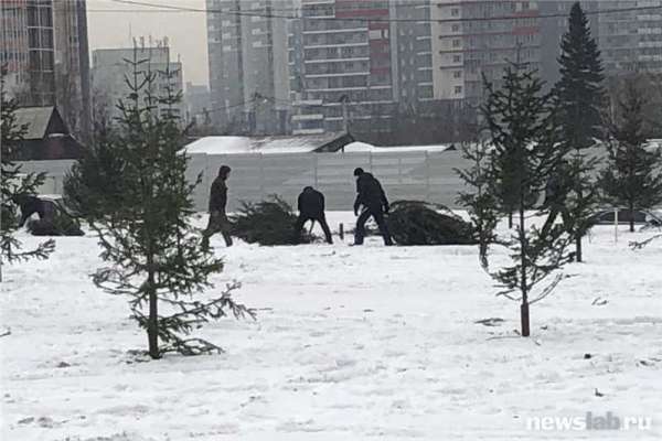 В Красноярске сажают в снег срубленные елки
