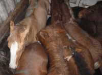 Из Шушенского района в Абакан везли лошадей без документов