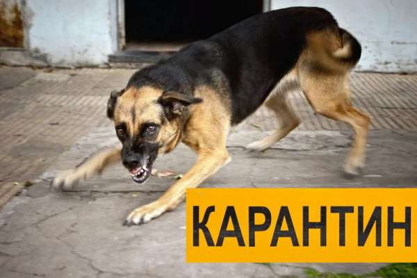В Красноярском крае могут ввести карантин по бешенству животных