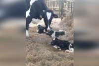 На ферме Шушенского района корова родила тройню