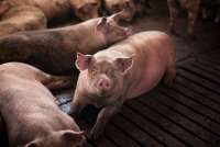 В Минусинском районе выявили африканскую чуму свиней