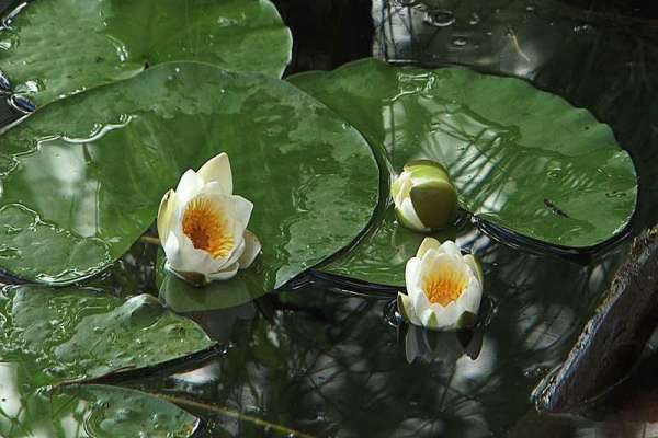 Белоснежные цветы украсили целый пруд в Минусинском районе