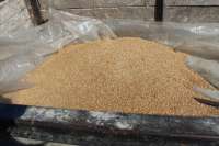 В Курагинском районе молодой человек похитил более 1,5 тонн зерна