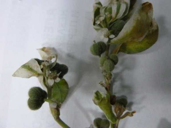 Четверо маленьких абаканцев отравились неизвестными семенами на прогулке в детсаду