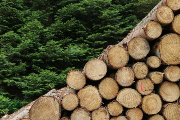 В Красноярском крае осудили двоих руководителей предприятий за мошенничество с лесом