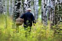 Спасатели Шушенского вывели из леса заблудившихся грибников